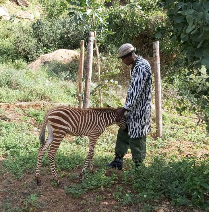 Estos cuidadores utilizan trajes de animal print similares a una cebra para ganar su confianzaores utilizan trajes de animal print similares a una cebra para ganar su confianza
