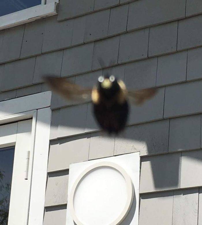 Tomé esta foto de una abeja carpintera el verano pasado Tomé esta foto de una abeja carpintera el verano pasado