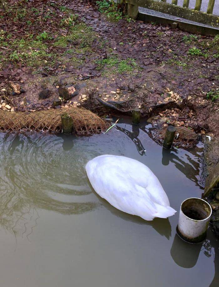 Un cisne magnífico