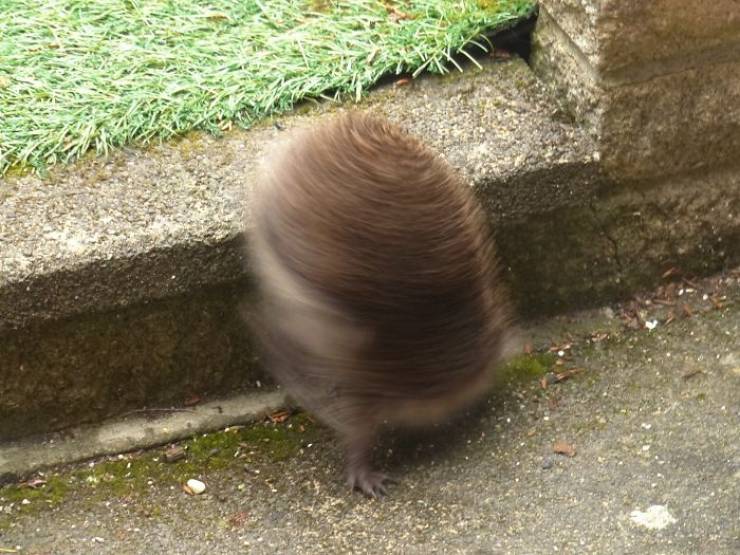 Parece que tomé una foto del demonio de Tasmania