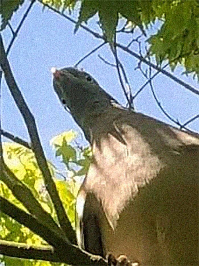 ¿Qué tan raras se ven las palomas cuando miran hacia abajo?