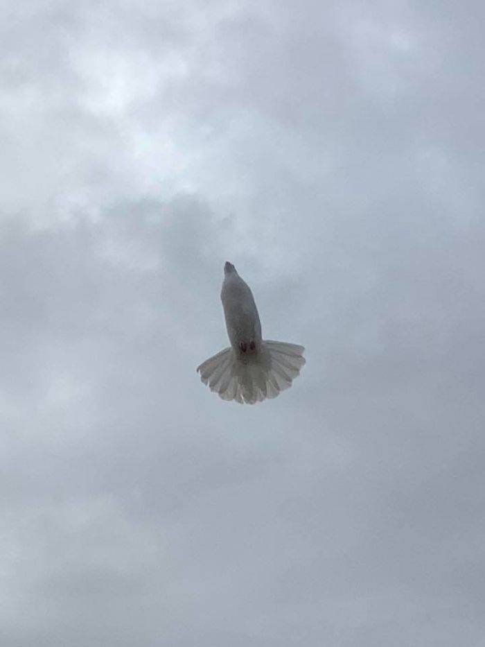 Intenté conseguir una foto con las alas abiertas…