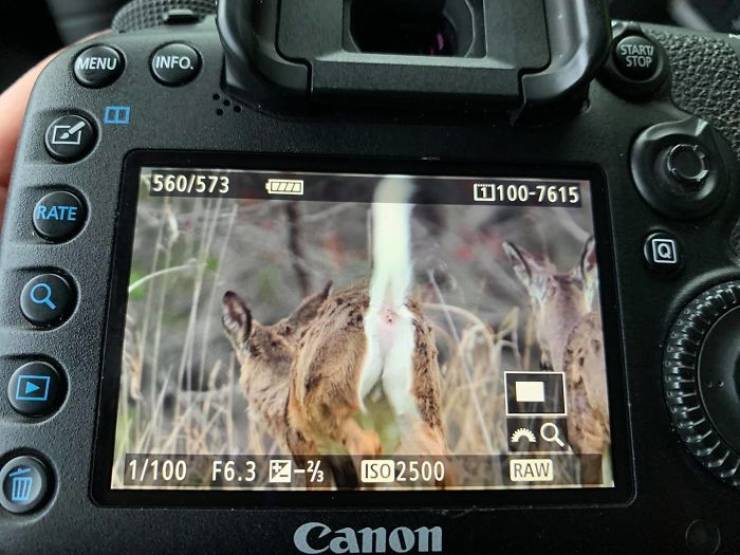 El pináculo de mi carrera de fotografía de vida silvestre