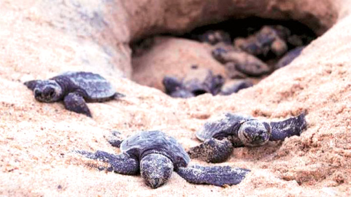 Las tortugas de regreso después de 7 años1