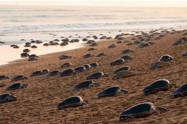 Las tortugas de regreso después de 7 años1