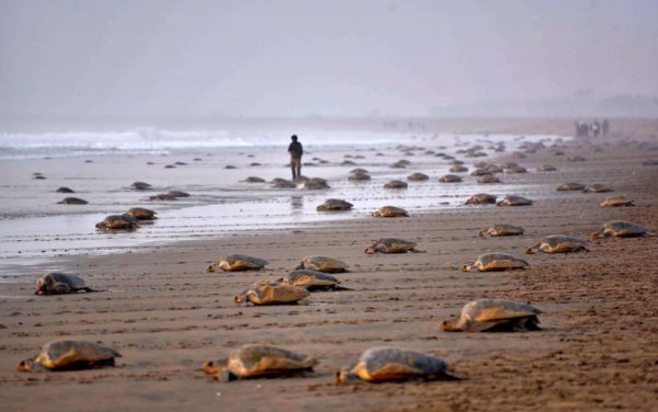Las tortugas de regreso después de 7 años4