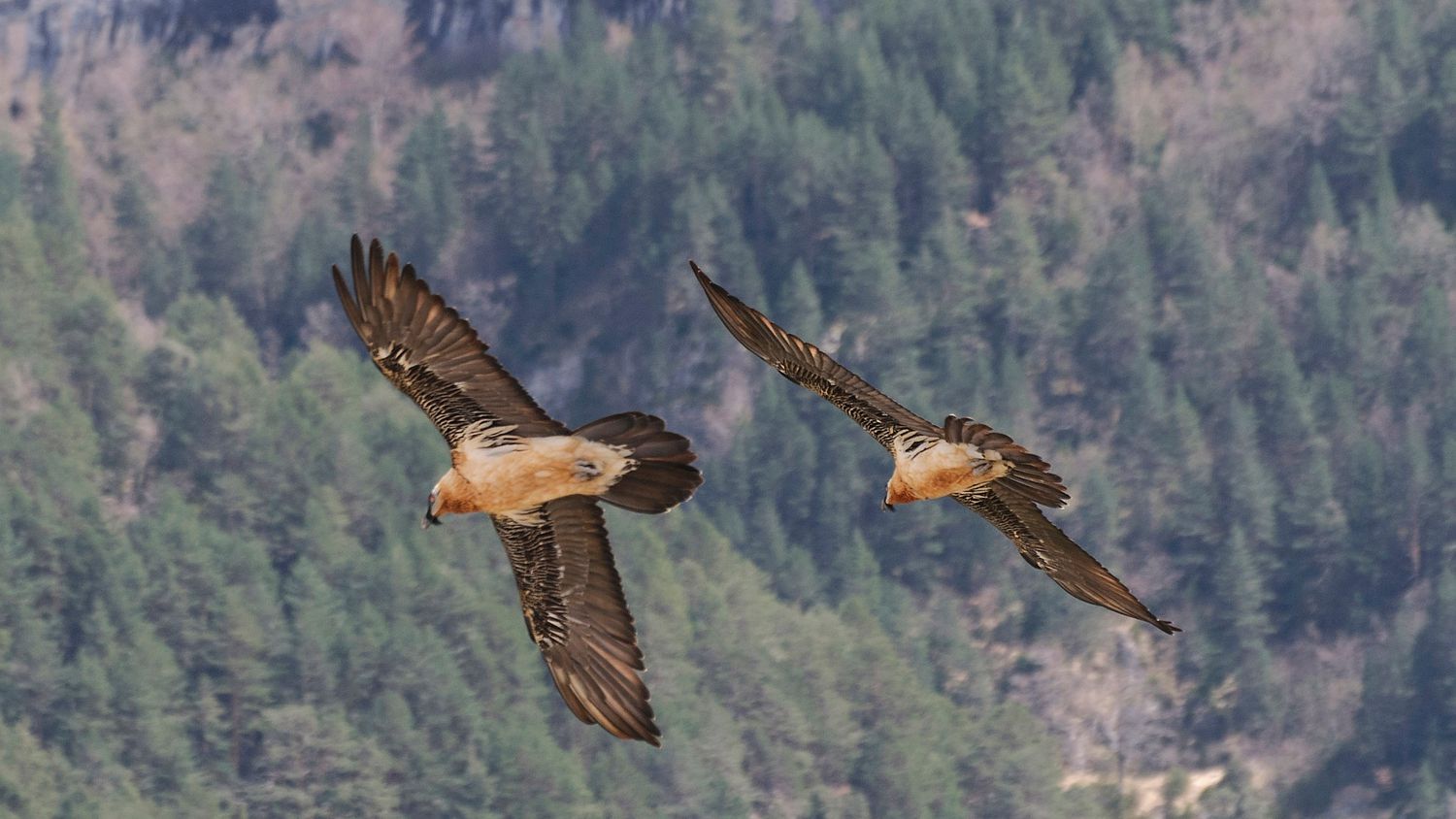 Nace el primer quebrantahuesos en los Picos Europeos, un ave que lucha contra la extinción