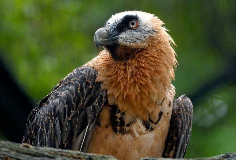 Nace el primer quebrantahuesos en los Picos Europeos, un ave que lucha contra la extinción