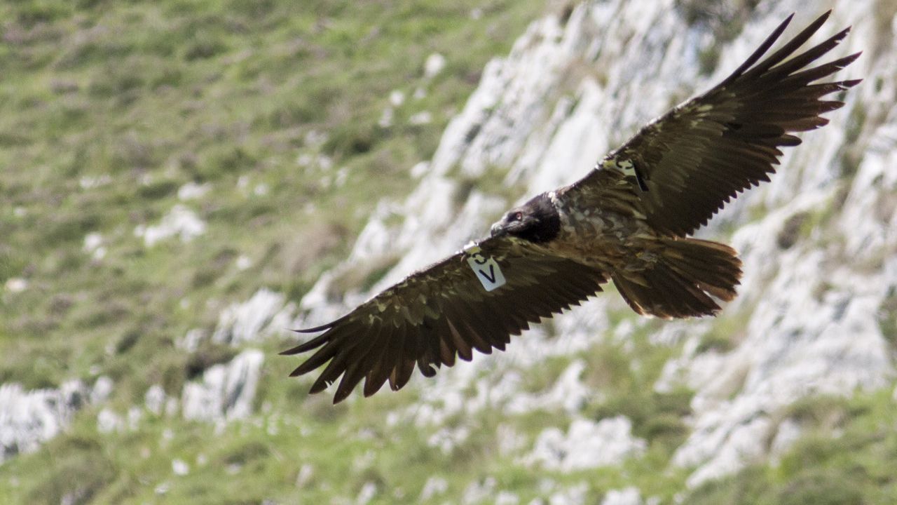 Nace el primer quebrantahuesos en los Picos Europeos, un ave que lucha contra la extinción