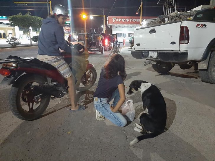 Pareja alimenta y hace cariño a perros en plena cuarentena