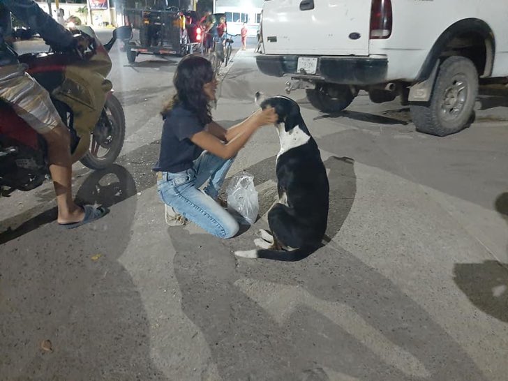 Pareja alimenta y hace cariño a perros en plena cuarentena