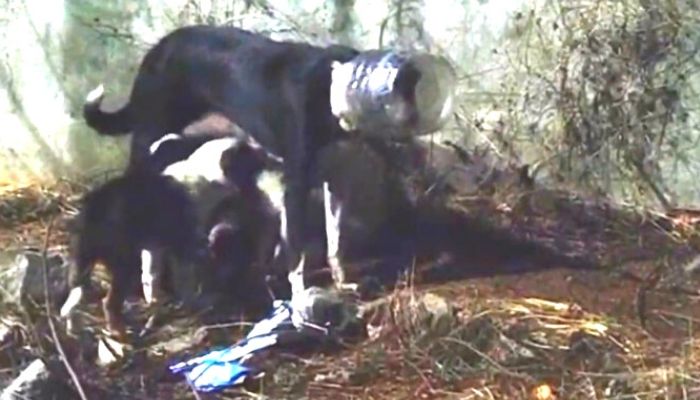 Perra sorprende a rescatistas amamantando con un envase en la cabeza