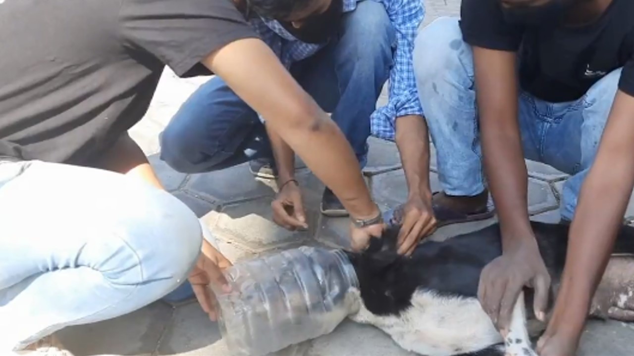 Perra sorprende a rescatistas amamantando con un envase en la cabeza