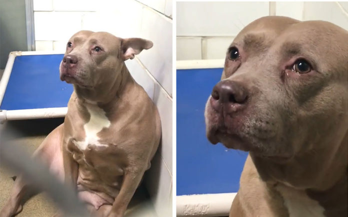 cachorros de pitbull