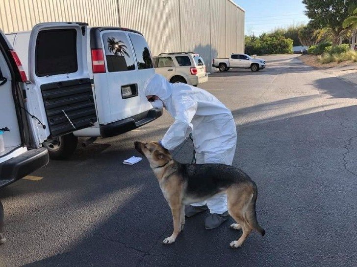 perro salvado 1
