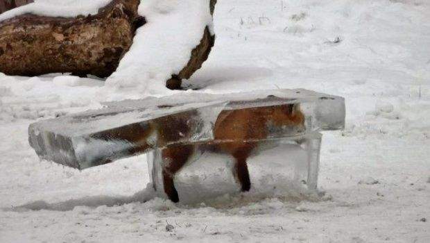 Rompiendo el Hielo. Hombre encuentra a un zorro congelado en el río (1)