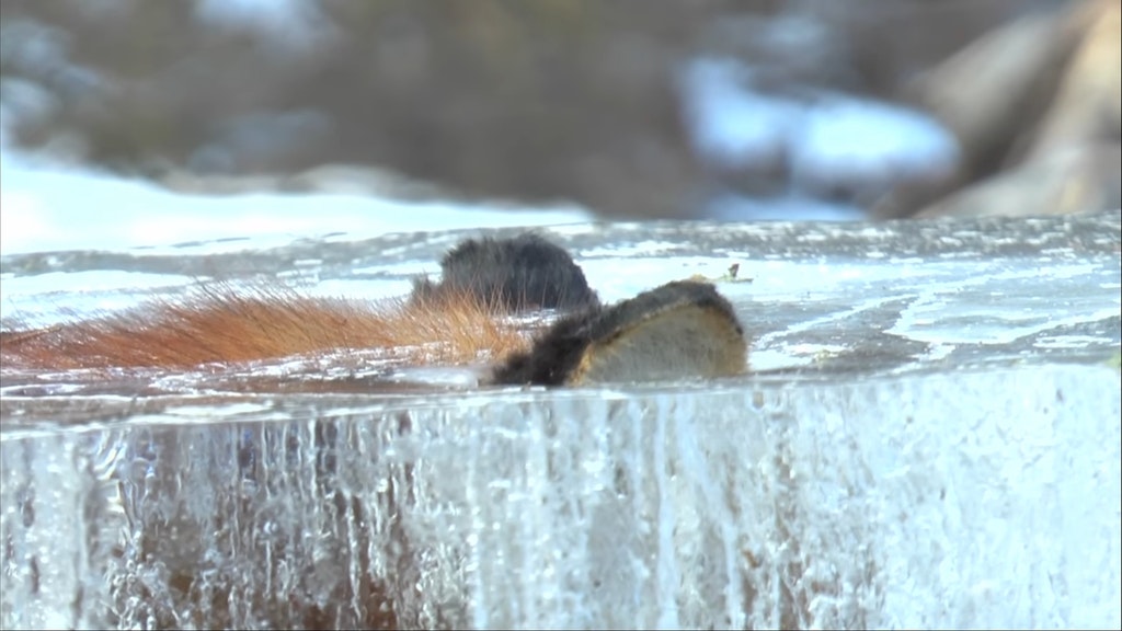 Rompiendo el Hielo. Hombre encuentra a un zorro congelado en el río (1)