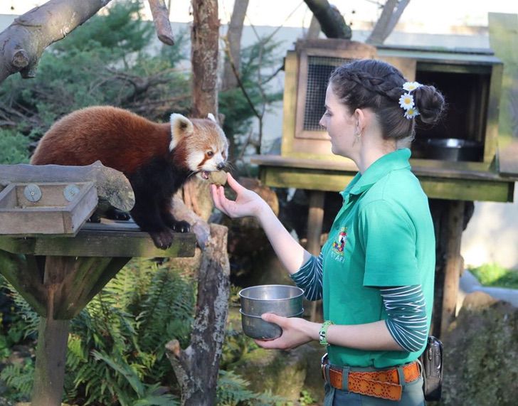 Trabajadoras pasan cuarentena en un zoológico para cuidar a los animales