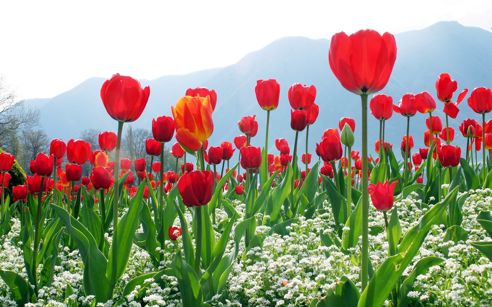 Tulipan