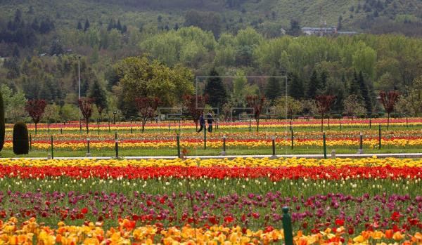 Tulipaness