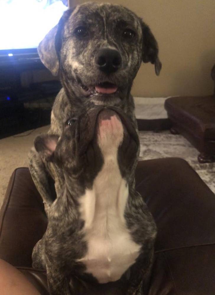El pelaje de este perro es muy raro