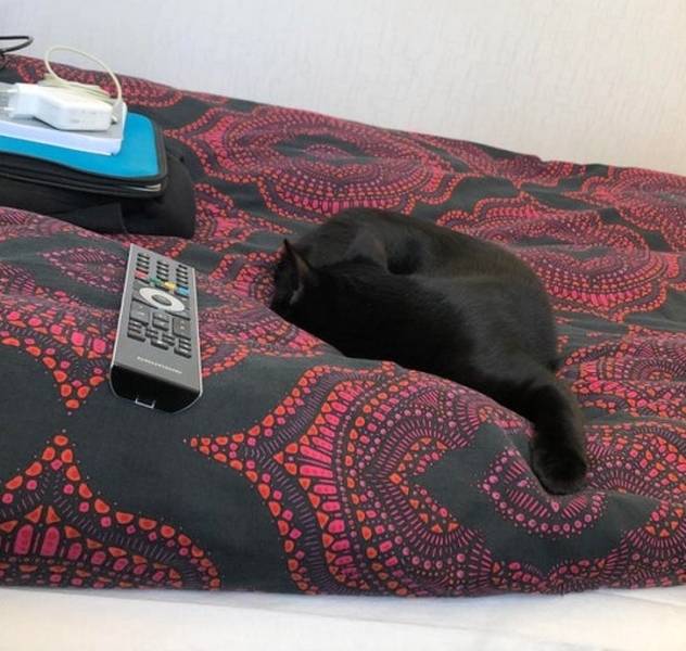 El gato ya no funciona
