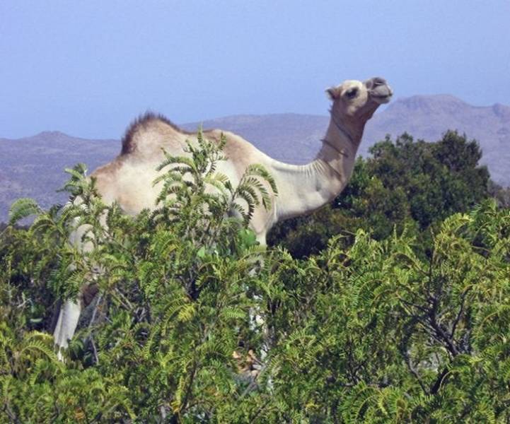 Un árbol pequeño junto a una joroba muy grande