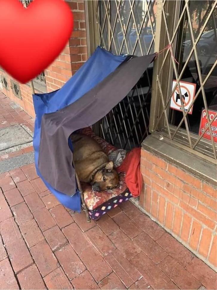 Vecinos le hacen casita a perro callejero en la cuarentena3