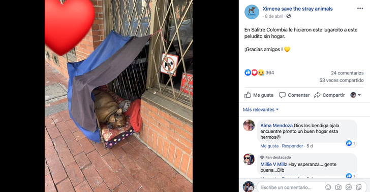 Vecinos le hacen casita a perro callejero en la cuarentena3