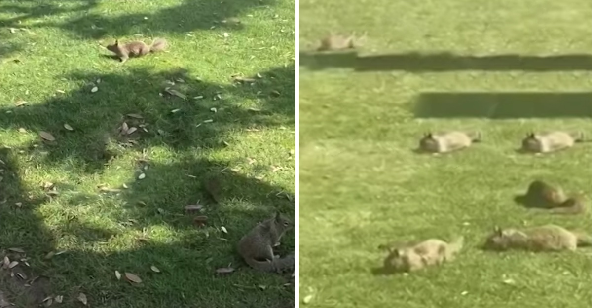 ardillas toman un parque en Los Ángeles