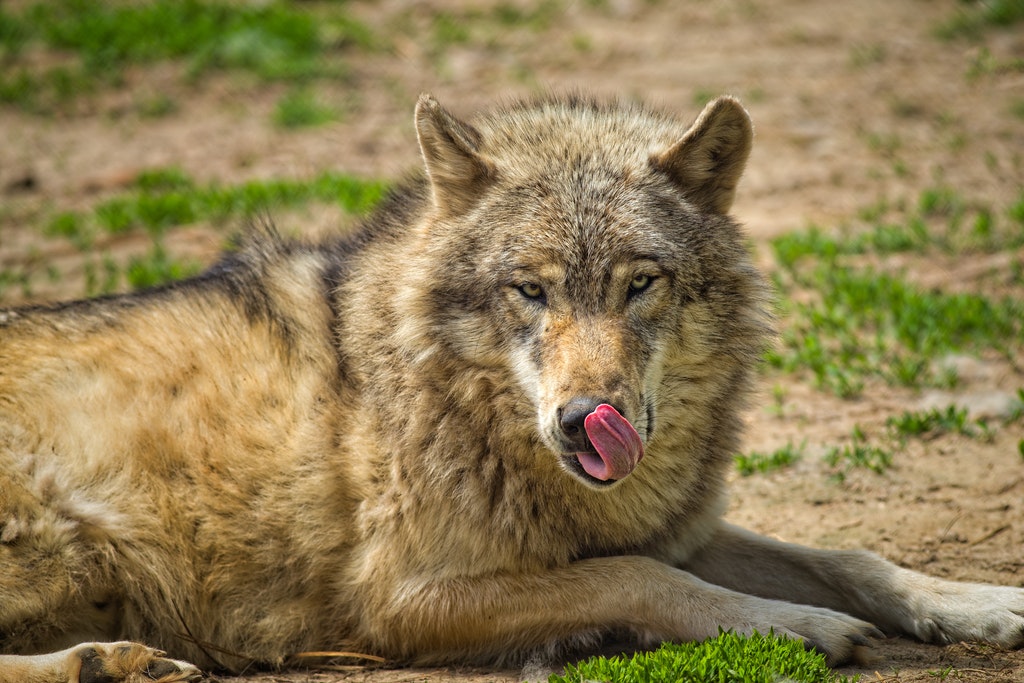 Lobo gris ni al Delfín Liso