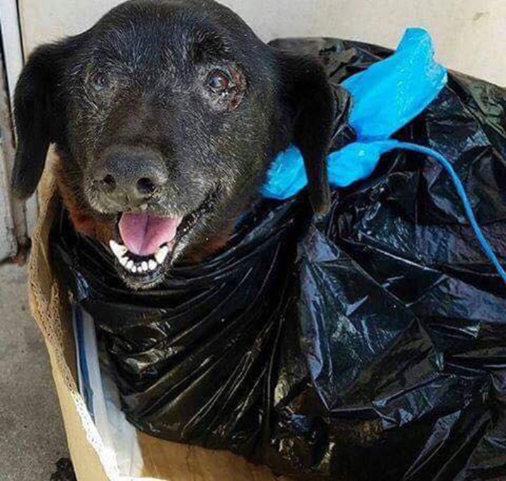 perrita abandonada