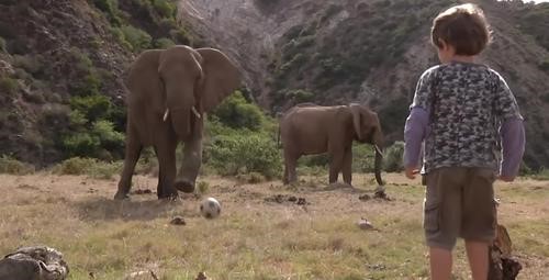 Fútbol con un elefante
