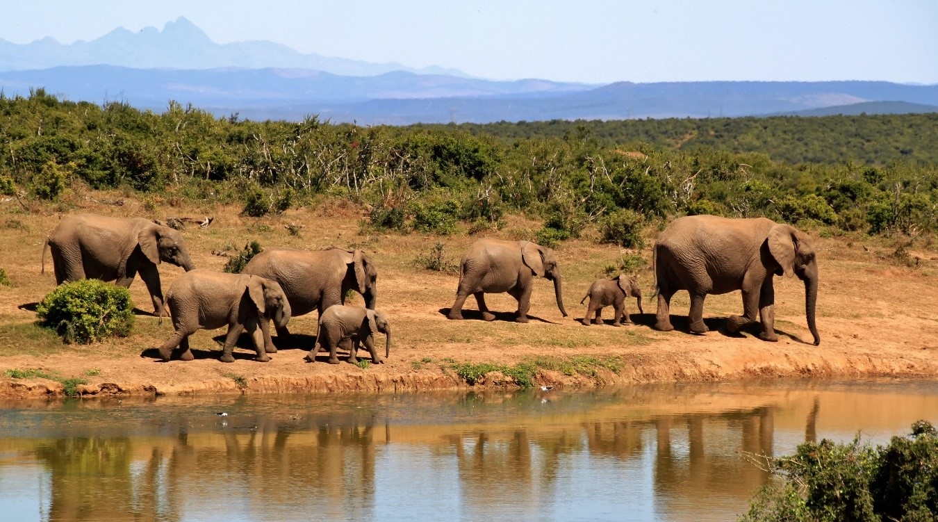 bebé elefante