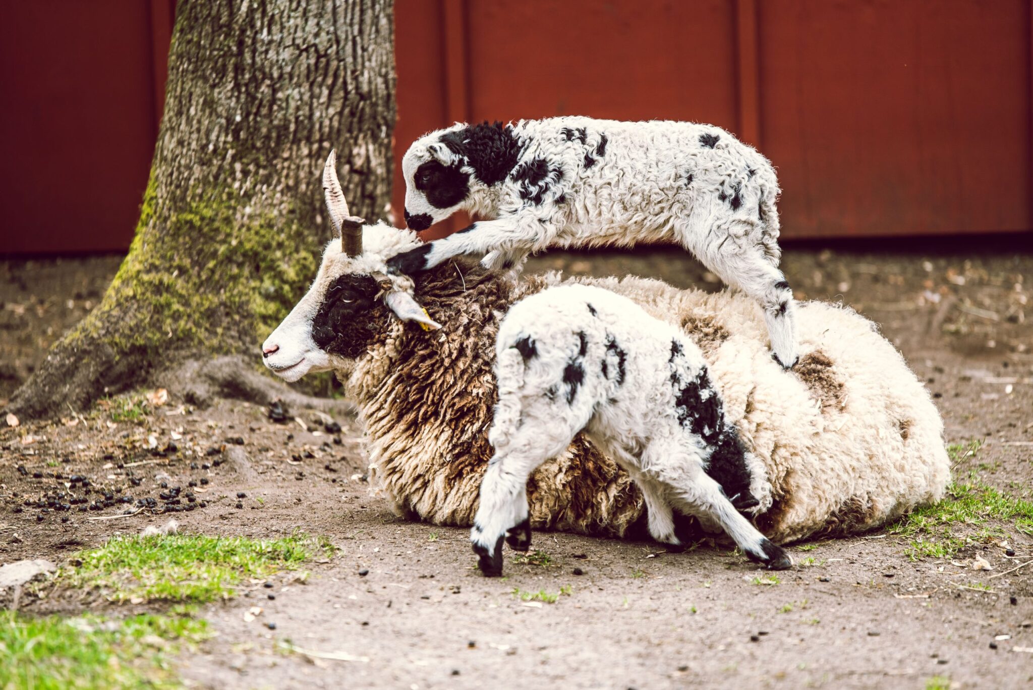 sacrificar animales