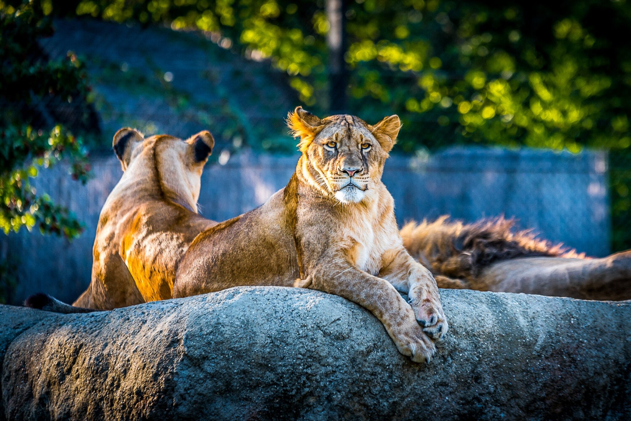 sacrificar animales