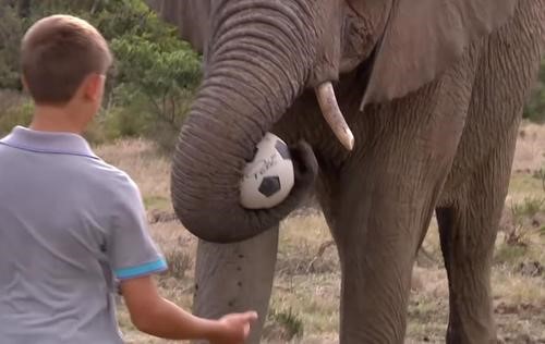 Fútbol con un elefante