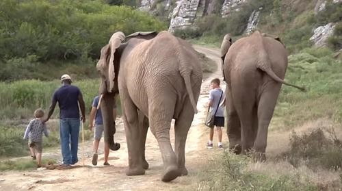 Fútbol con un elefante