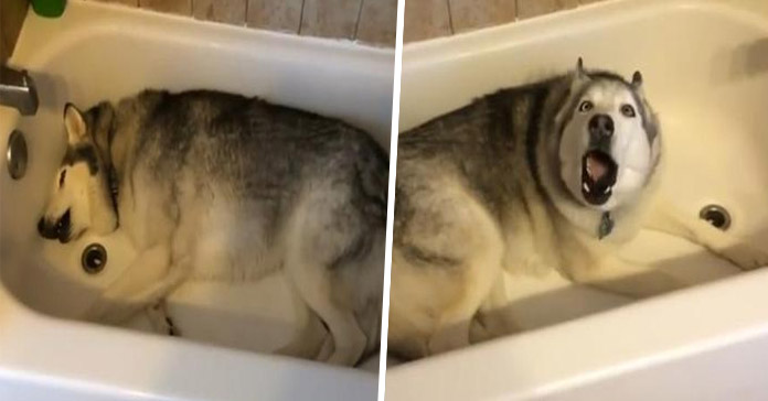 No todos son enemigos del baño. Este Husky reclama a aullidos un baño a su dueña