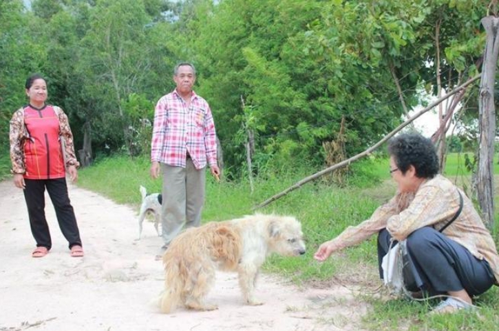 leo-perro-perdido-5