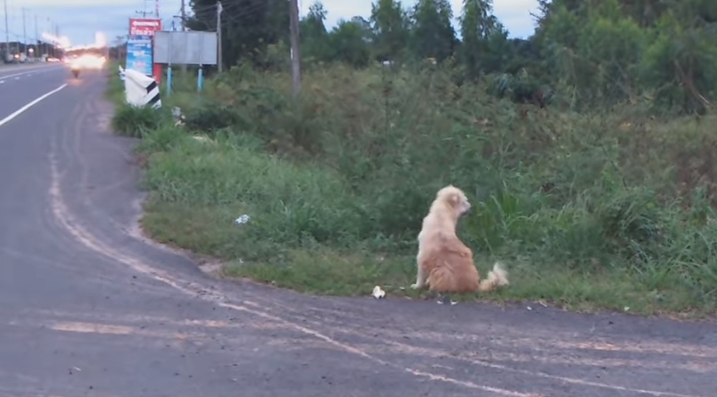 leo-perro-perdido-4