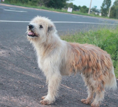 leo-perro-perdido-5