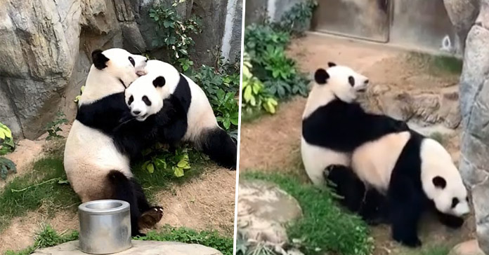 Osos zoológico de Hong Kong