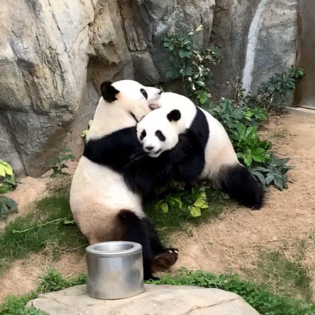 Osos zoológico de Hong Kong