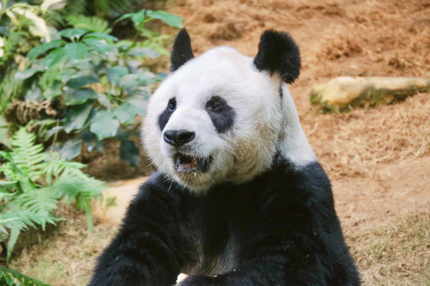 Osos zoológico de Hong Kong