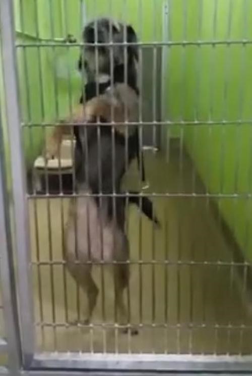Perrita hermosa baila