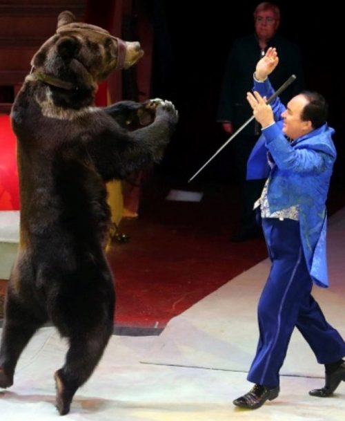 realidad osos circo popular grant ibragimov