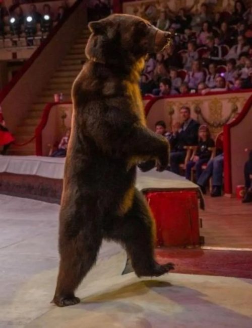 realidad osos circo popular grant ibragimov