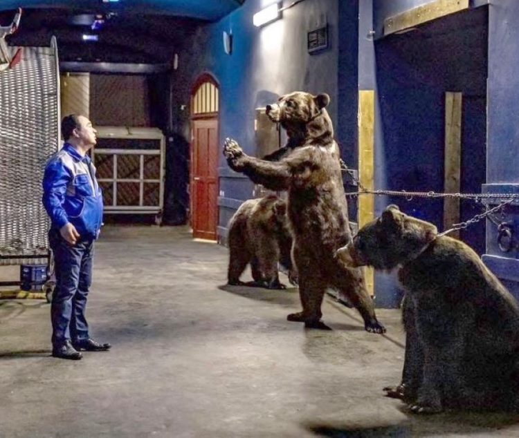 realidad osos circo popular grant ibragimov