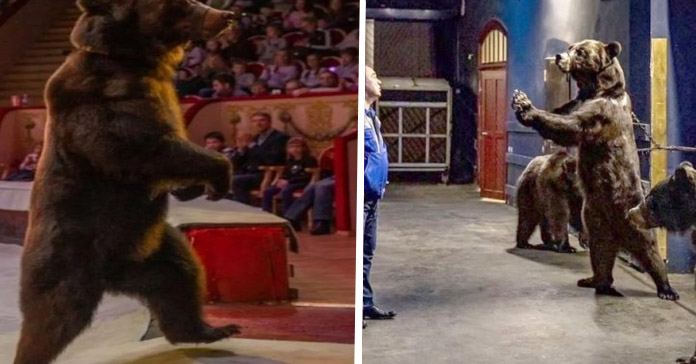 realidad osos circo popular grant ibragimov